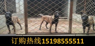 云南玉溪峨山彝族自治哪里有卖血统比格犬图片5