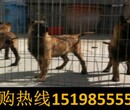 云南昆明富民养犬基地纯正血统拉布拉多犬