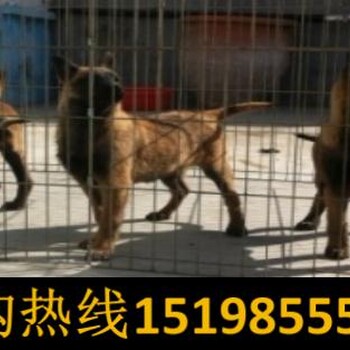 云南昆明富民养犬基地血统拉布拉多犬