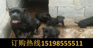 云南昆明宜良哪里能买到纯种狼青犬图片4