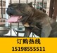 云南迪庆维西狗市场出售赛级杜高犬