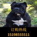 云南丽江玉龙纳西族自治哪里有卖纯正血统比格犬