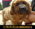 云南曲靖马龙哪里能买到高品质柯基犬