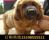 云南红河个旧宠物基地出售赛级柴犬图片5