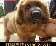 云南楚雄楚雄哪里能买到泰迪犬图片4