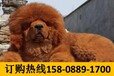 云南昆明盘龙哪里有卖高品质古代牧羊犬