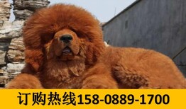 云南怒江泸水狗市场出售血统美国恶霸犬图片3