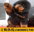 云南西双版纳景洪哪里有卖高品质古代牧羊犬