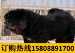 云南昭通威信养犬基地卖纯种卡斯罗犬