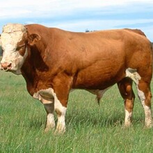 三元雜交牛，小肉牛，紅牛，無角牛圖片