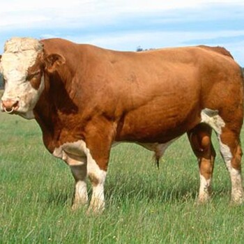 三元雜交牛，小肉牛，紅牛，無角牛