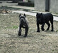 云南芒市本地自己狗场繁殖的卡斯罗幼犬4000
