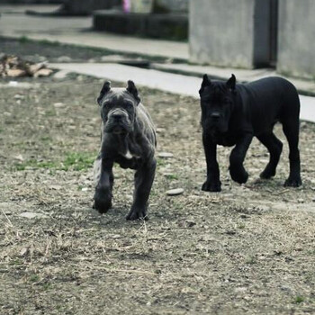 云南保山本地狗场卡斯罗幼犬4000做好和驱虫