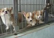云南云县有没有柯基犬卖纯种柯基犬价格本地狗场柯基犬常年出售