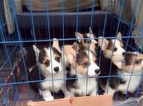 云南红河州哪里有柯基犬卖纯种柯基犬价格狗场柯基犬常年出售图片1