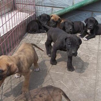 云南景洪有没有大丹犬卖哪里有卖大丹犬的狗场大丹犬常年出售