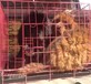 云南临沧附近哪里有藏獒卖本地狗场藏獒幼犬常年出售