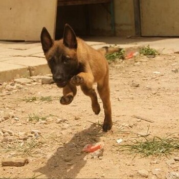 云南建水本地狗场马犬常年出售马犬服从性好马犬好教