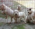 廣州杜高犬價格狗場常年賣純種杜高犬