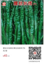 螺丝长线螺丝线椒高产辣椒种子图片
