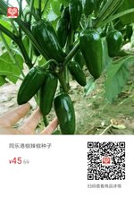 同乐港椒辣椒种子图片