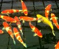 廣州錦鯉漁場直銷批發純種日本錦鯉紅白昭和大正丹頂50cm