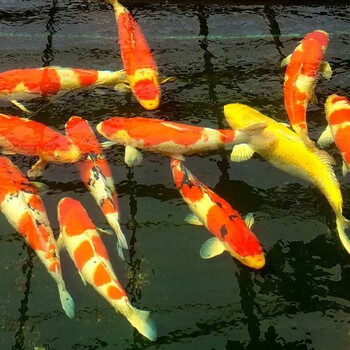广州锦鲤渔场批发纯种日本锦鲤红白昭和大正丹顶50cm