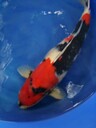 廣州錦鯉魚場批發純種日本錦鯉昭和錦鯉大正錦鯉70cm