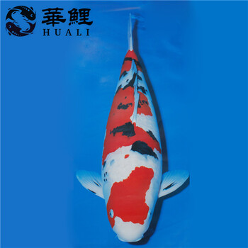 紅白錦鯉純種日本錦鯉錦鯉廣州華鯉魚(yú)場(chǎng)批發(fā)