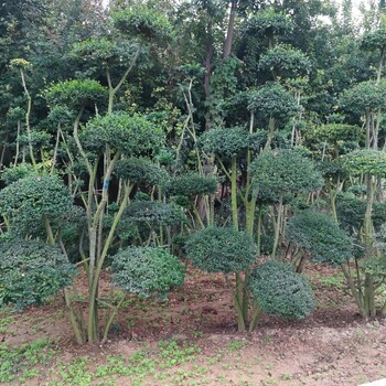 小葉女貞造型樹的移植管理技術(shù)要領(lǐng)