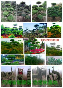 小葉女貞造型樹呈多樣化發(fā)展趨勢