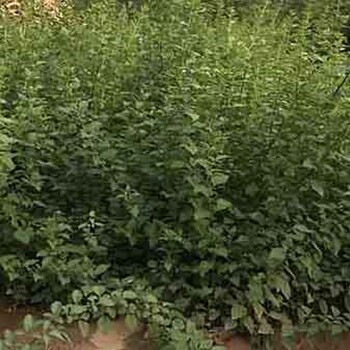 連翹苗山西藥用連翹苗價格