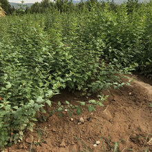 1年连翘苗价格2年连翘苗种植基地图片