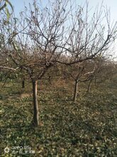 2019年果树征地怎么补偿,占地果树价格图片