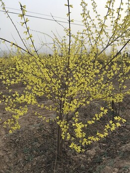 1米連翹苗價(jià)格，山西藥用連翹苗批發(fā)