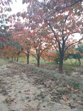 出售地径10公分-15公分柿子树,低分枝50-100公分柿子树价格图片