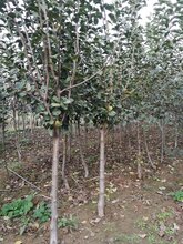 3公分苹果树苗,山西3公分苹果苗种植基地图片