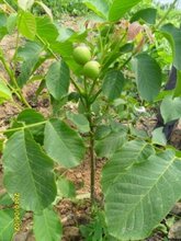 2公分薄皮核桃苗大量出售山西核桃苗批发图片