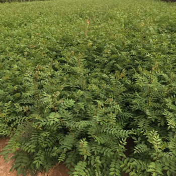 2年花椒苗價格1米花椒苗價格地徑0.8公分花椒苗報價