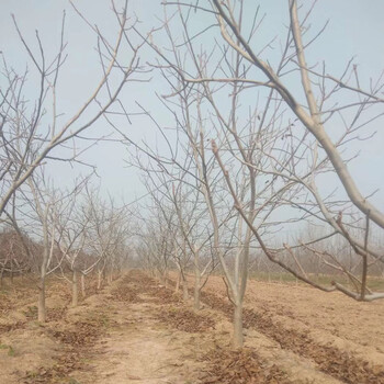 8公分核桃樹價格10公分占地核桃樹價格
