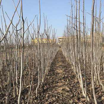 3公分占地核桃樹裸根占地核桃樹3公分價格