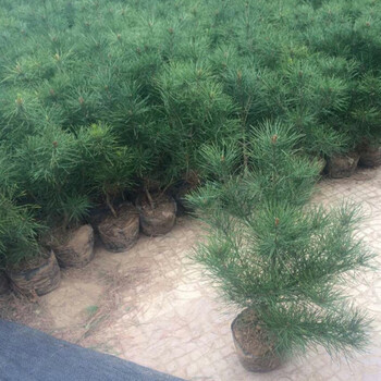河北50公分白皮松批發(fā)