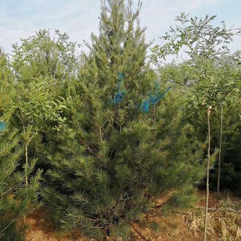 廣東2米白皮松基地