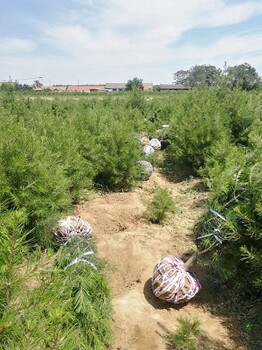 陕西白皮松基地