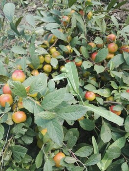 呈盛苗圃歐李,北京2年鈣果苗7號