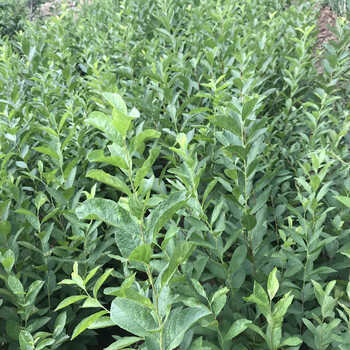 呈盛苗圃欧李,河北1年钙果苗品质优良