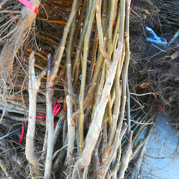 西安供應(yīng)核桃樹(shù)哪個(gè)品種好