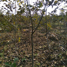 辽宁10公分呈盛苗圃核桃树图片