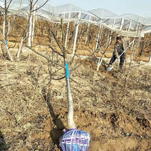 山东呈盛苗圃核桃树价格图片