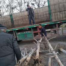 河北呈盛苗圃核桃树批发图片